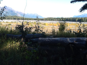 Only a few notched logs remain to mark the location  of John Springer’s cabin overlooking the Matanuska River.